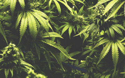 Do Medical Marijuana Recommendations Cost Money?