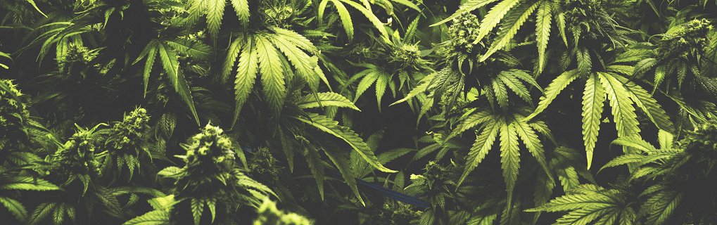 Do Medical Marijuana Recommendations Cost Money?