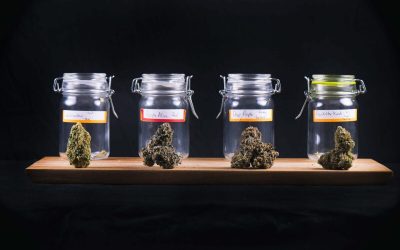 Marijuana Strains