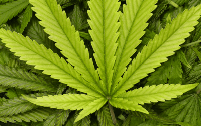 What Conditions Can Be Treated With Medical Marijuana in Florida?