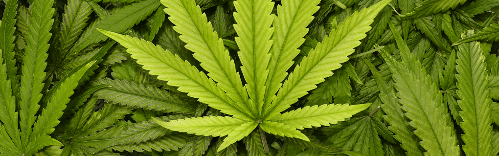 What Conditions Can Be Treated With Medical Marijuana in Florida?