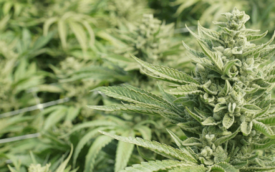 What Medical Marijuana Strains Are Legal in Florida?