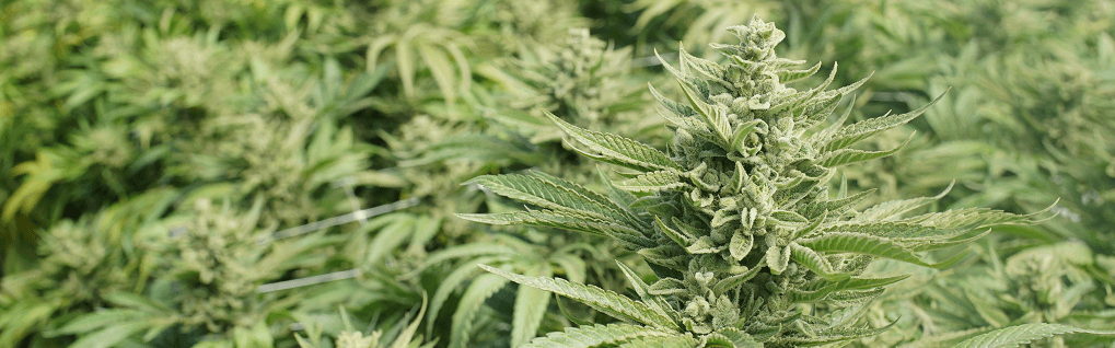 What Medical Marijuana Strains Are Legal in Florida?