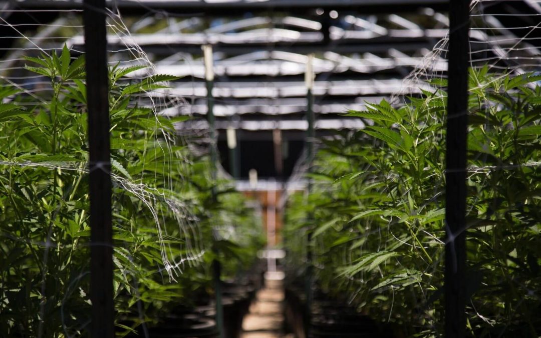 Where Can I Find Medical Marijuana in Florida?