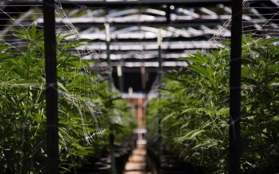Where Can I Find Medical Marijuana in Florida?