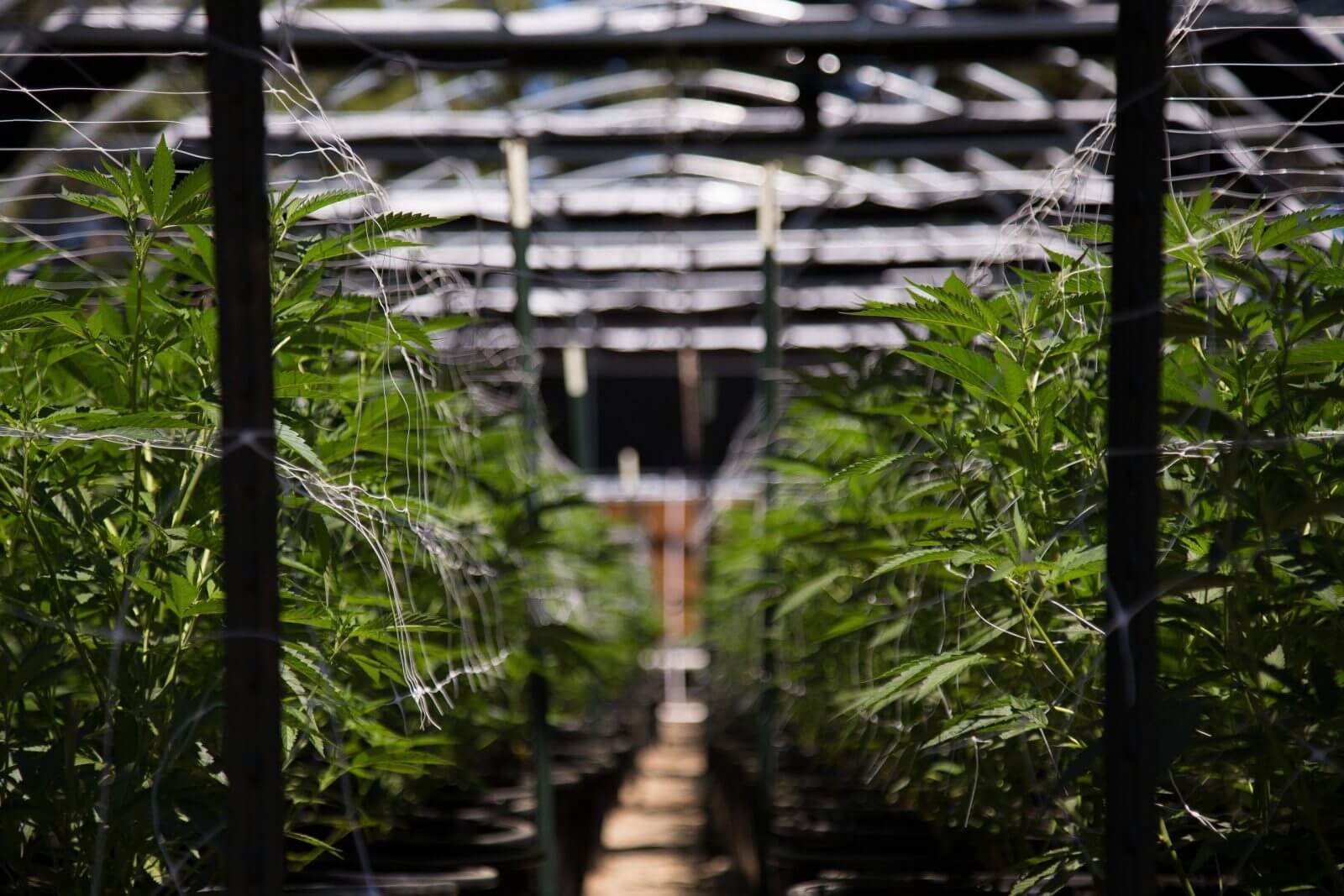 Where Can I Find Medical Marijuana in Florida?