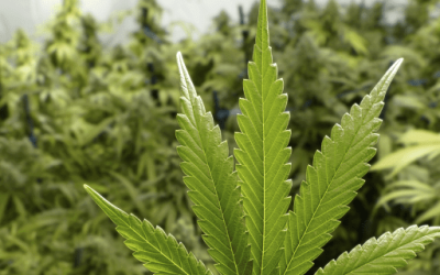 Is Medical Marijuana Grown in Florida?