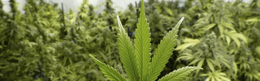Is Medical Marijuana Grown in Florida?