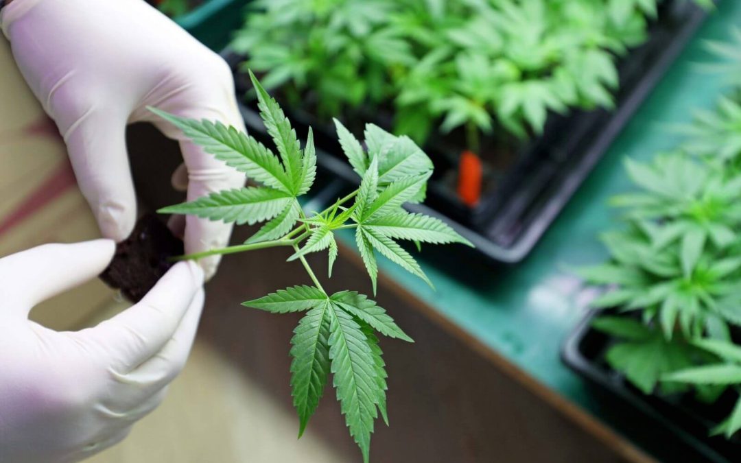 Under What Conditions Is Medical Marijuana Recommended?