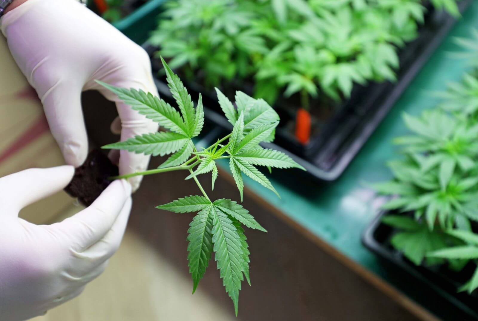 Under What Conditions Is Medical Marijuana Recommended?