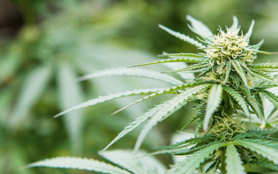 For What is Medical Marijuana Recommended?