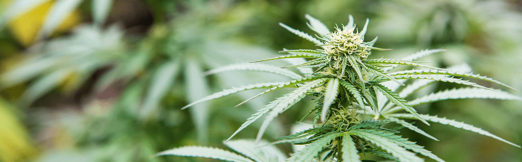 For What is Medical Marijuana Recommended?