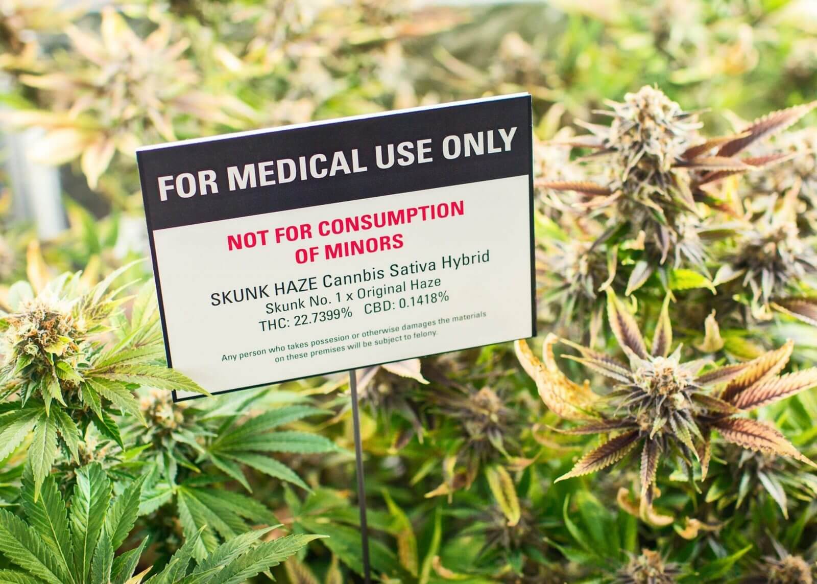 What is the Difference Between Medical and Recreational Marijuana?