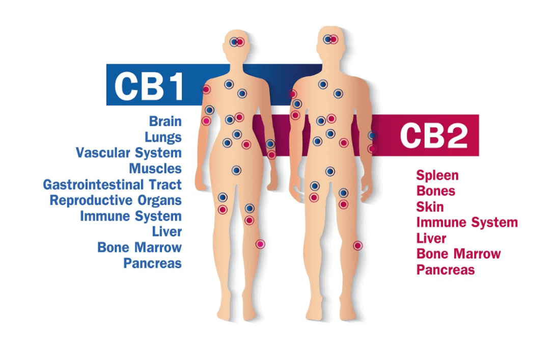 What is the Endocannabinoid System and How Does It Work?
