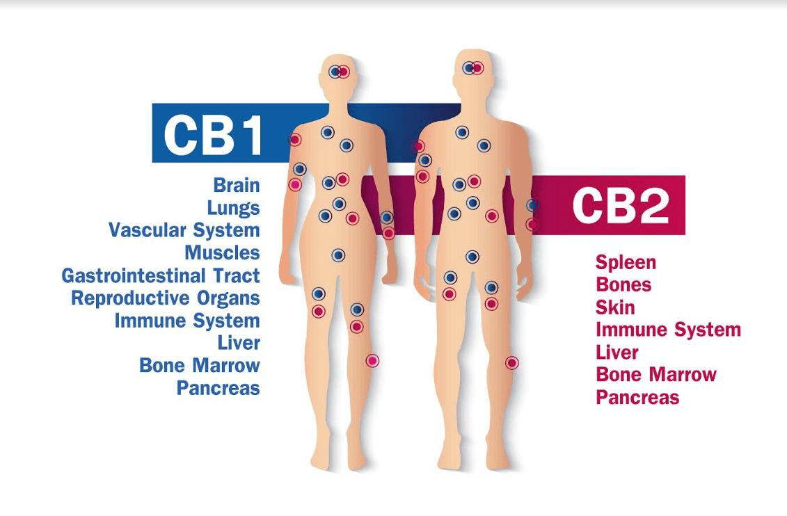 What is the Endocannabinoid System and How Does It Work?