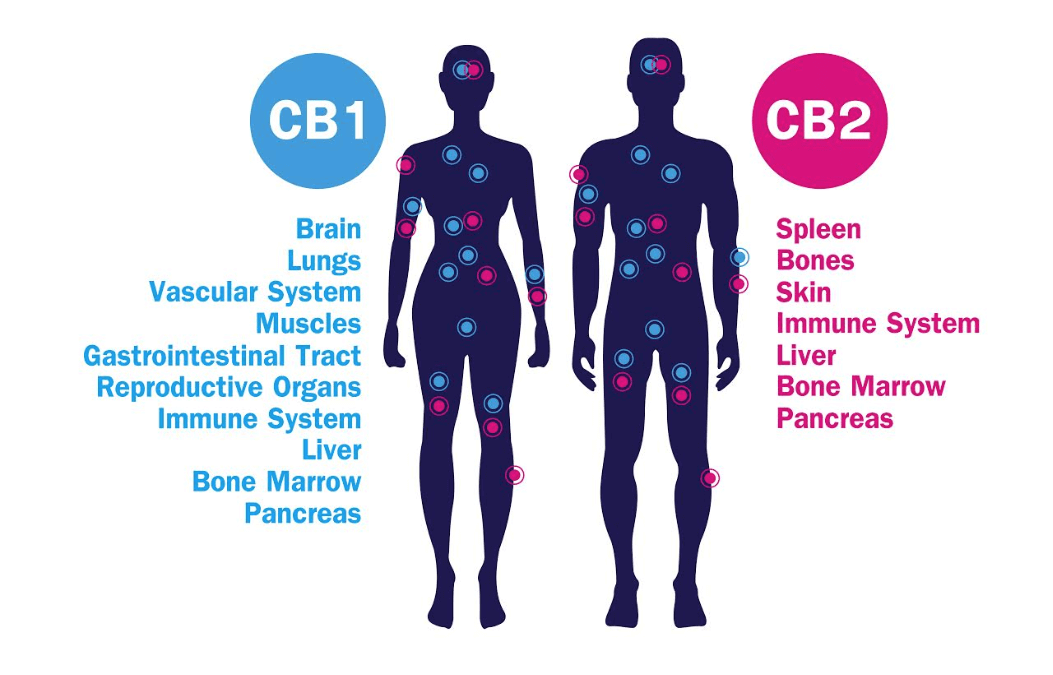 The Endocannabinoid System: What Is It and How Does It Work?