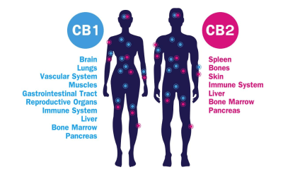 The Endocannabinoid System: What Is It and How Does It Work?