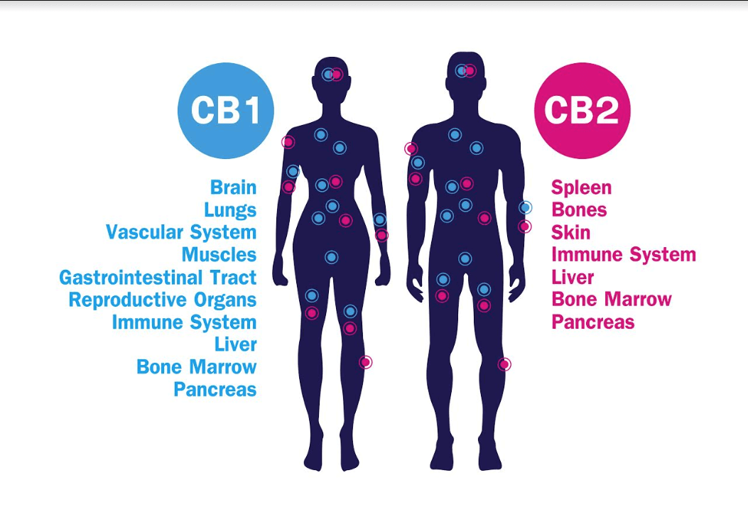 The Endocannabinoid System: What Is It and How Does It Work?