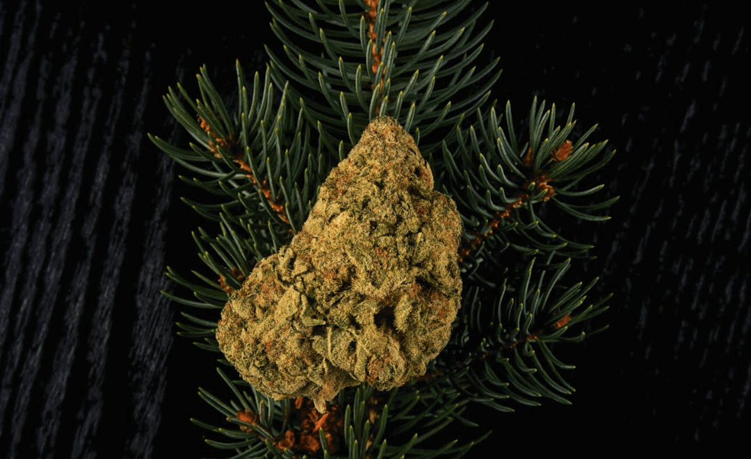Terpenes: What Are They & How Do They Work in Ohio?