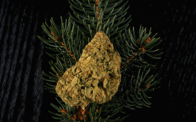 Terpenes: What Are They & How Do They Work in Ohio?