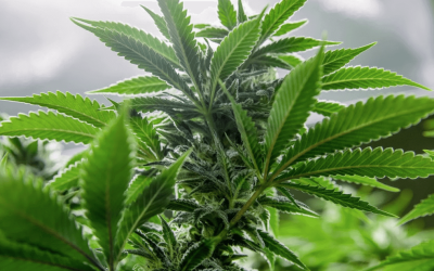 What’s the Difference Between Indica, Sativa, and Hybrid?