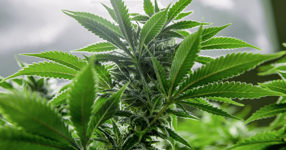 What’s the Difference Between Indica, Sativa, and Hybrid?