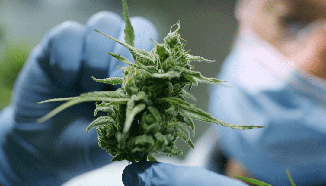 Indica vs. Sativa vs. Hybrid: What’s the Difference?
