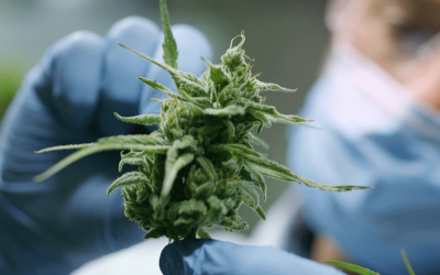 Indica vs. Sativa vs. Hybrid: What’s the Difference?