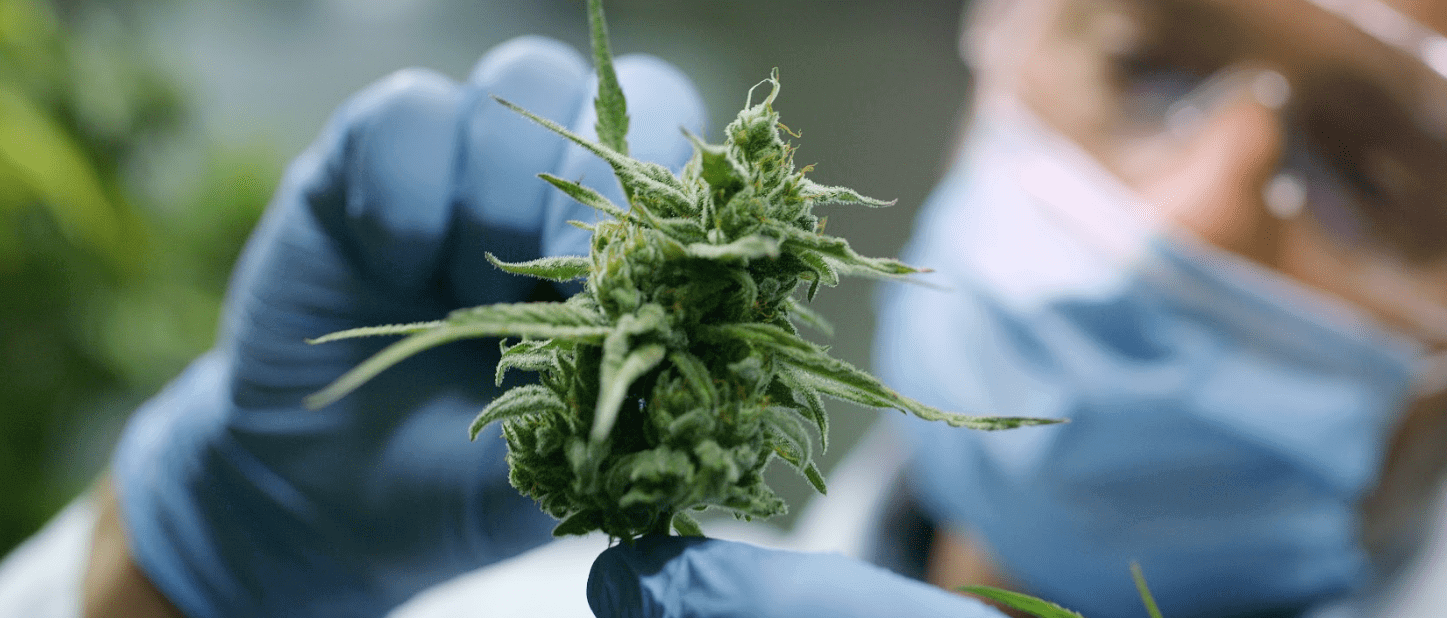 Indica vs. Sativa vs. Hybrid: What’s the Difference?
