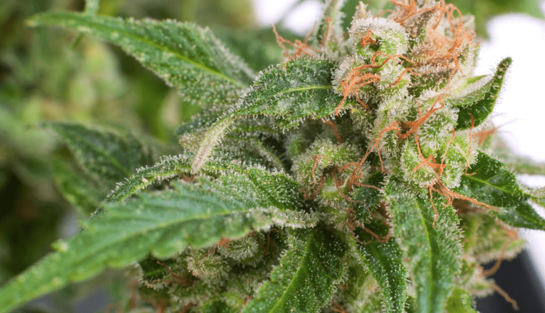 What Is So Great About Medical Marijuana?