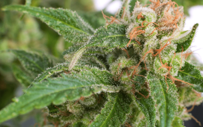 What Is So Great About Medical Marijuana?