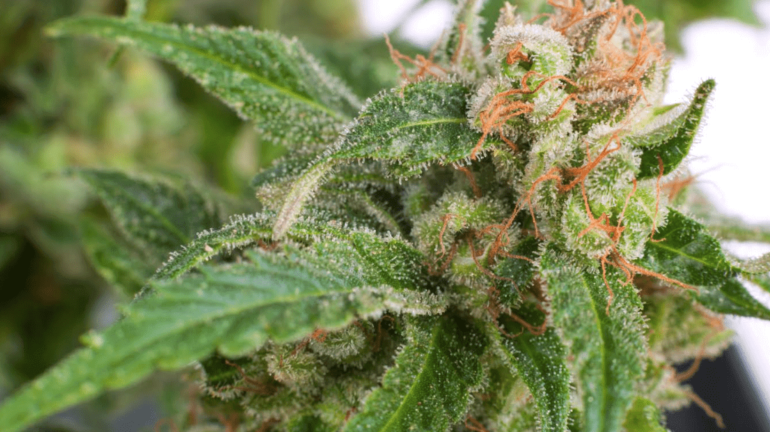 What Is So Great About Medical Marijuana?