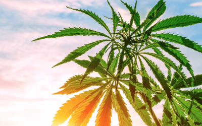 The Historical Timeline of Medical Marijuana
