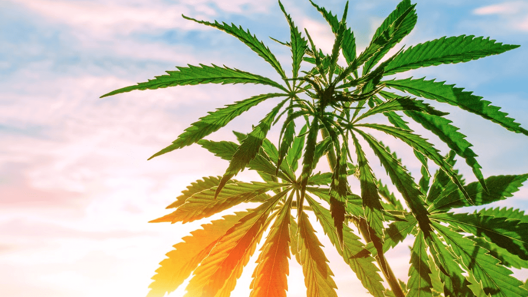 The Historical Timeline of Medical Marijuana