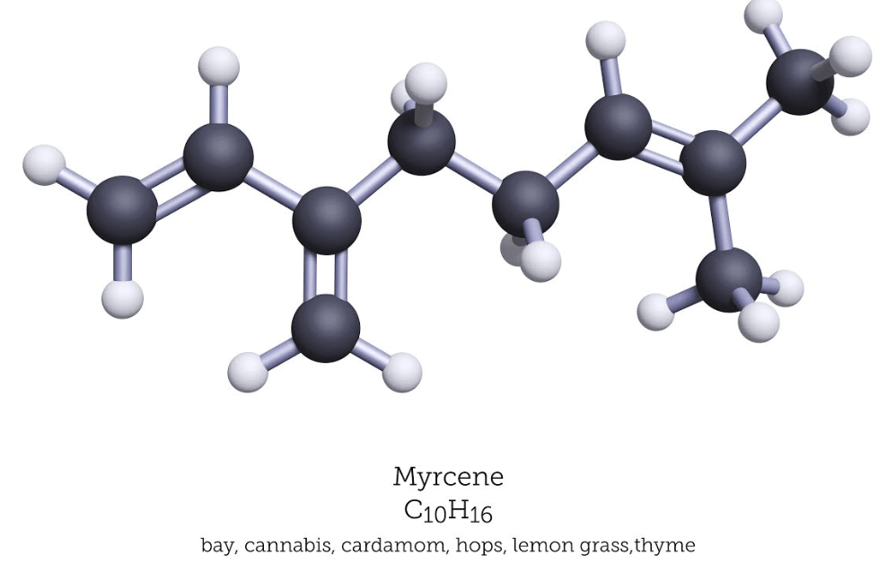 What Exactly Are Terpenes?