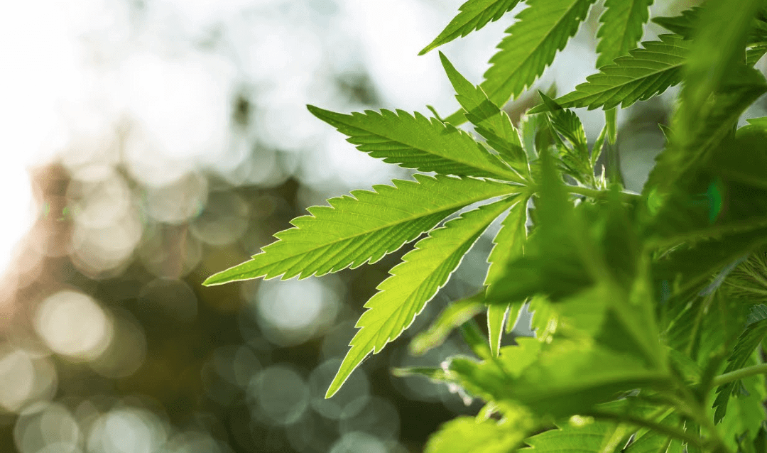 Why is Medical Marijuana So Great in Ohio?