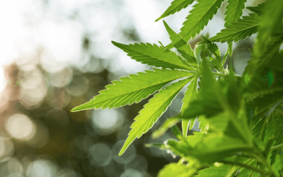 Why is Medical Marijuana So Great in Ohio?