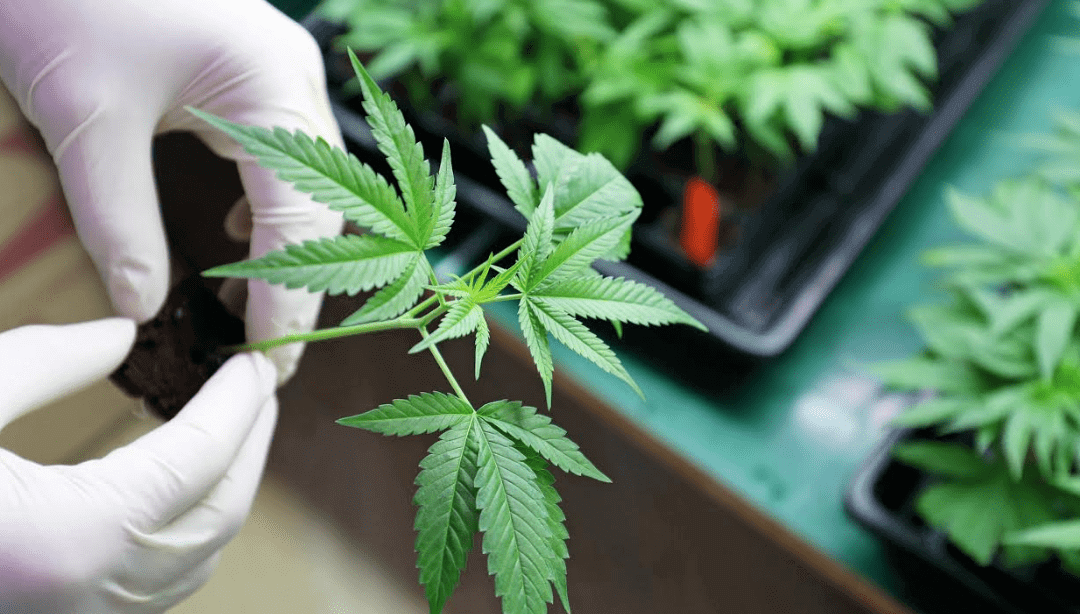 Medical Marijuana – What Are The Health Risks in Ohio?