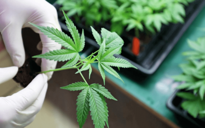 Medical Marijuana – What Are The Health Risks in Ohio?