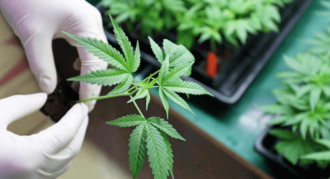 Medical Marijuana – What Are The Health Risks in Ohio?