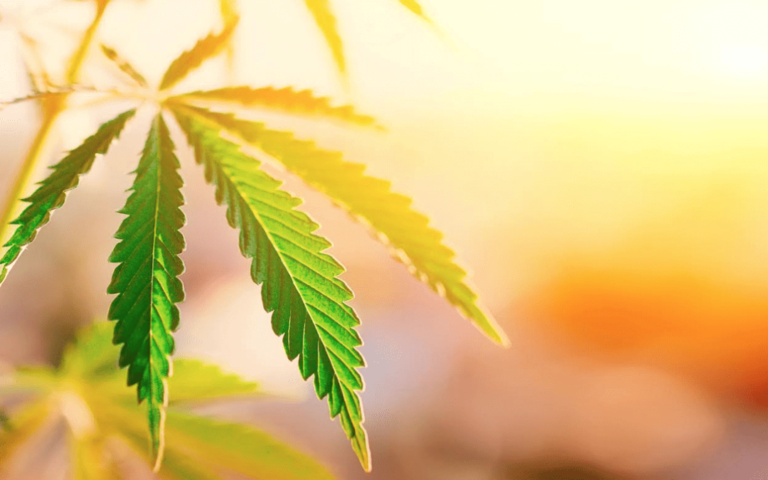 Medical Marijuana – The Historical Timeline in Ohio