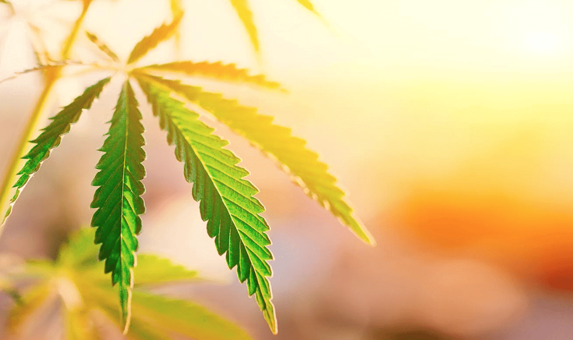 Medical Marijuana – The Historical Timeline in Ohio