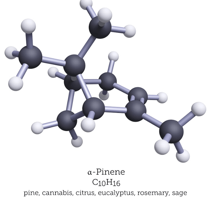 Terpenes – What Are They Exactly in Ohio?
