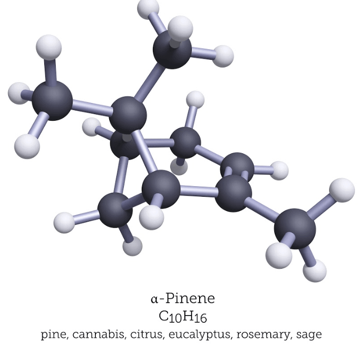 Terpenes – What Are They Exactly in Ohio?