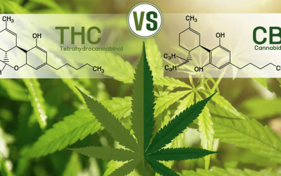 What’s the Difference Between THC and CBD?