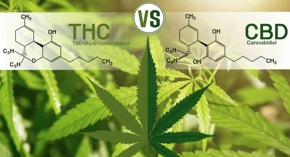 What’s the Difference Between THC and CBD?