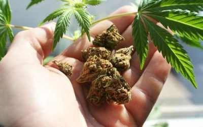 Is it Possible to Overdose on Marijuana in Ohio?