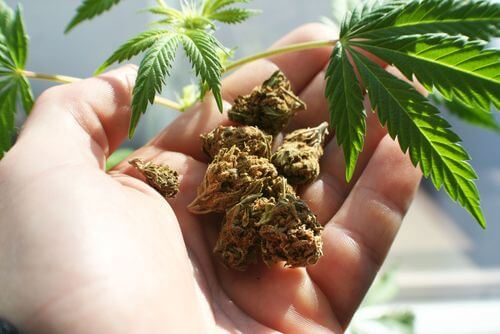 Is it Possible to Overdose on Marijuana in Ohio?
