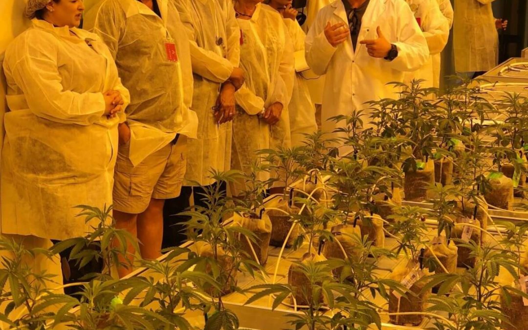 DocMJ Tours the MÜV Grow Facility