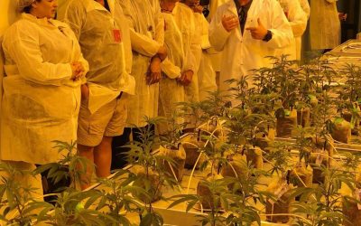 DocMJ Tours the MÜV Grow Facility Part